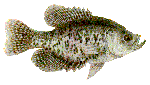 Black Crappie